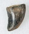 Serrated Theropod Dinosaur Tooth - Montana #14779-1